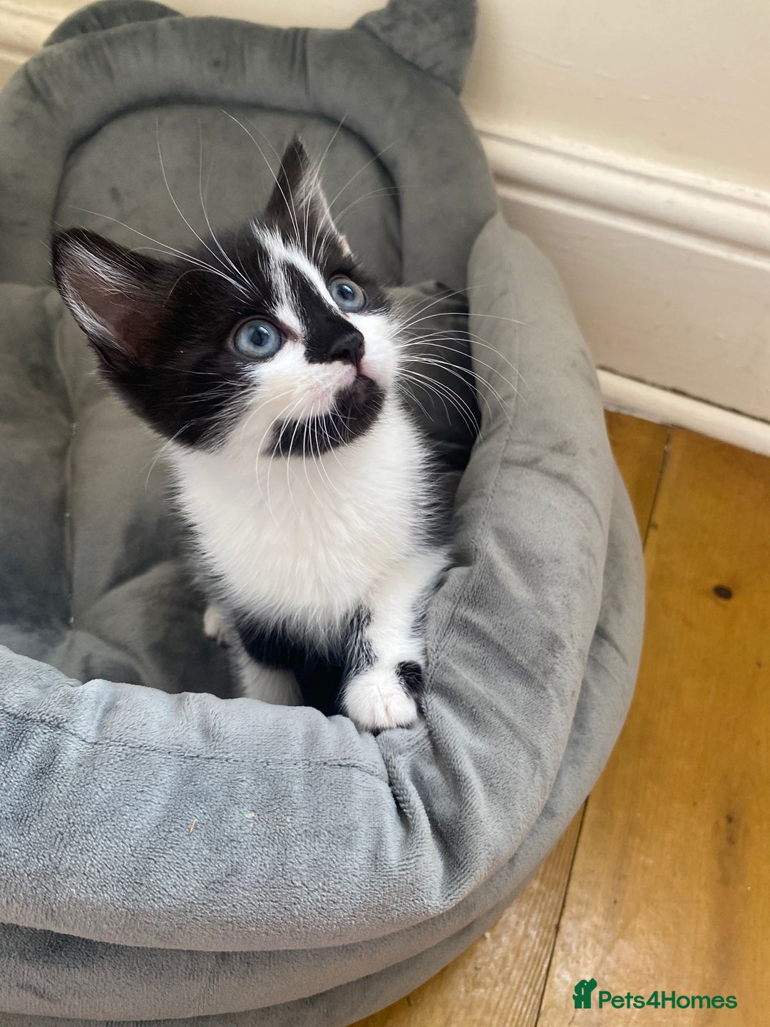 Domestic Shorthair cats for sale: Domestic kittens  - Image 14