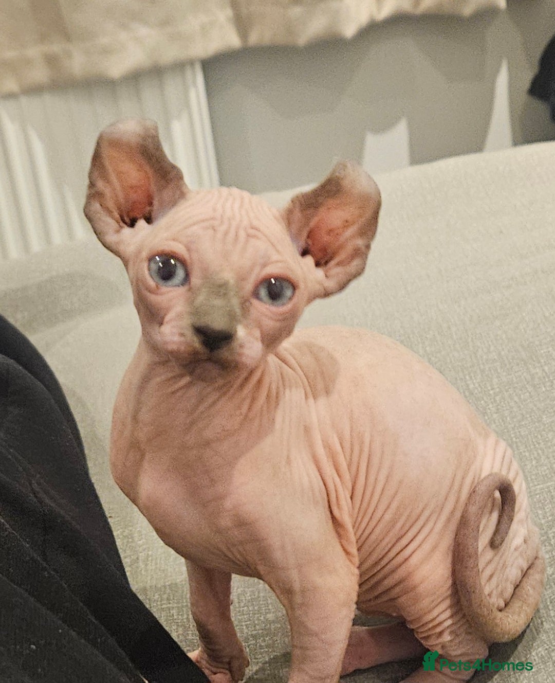 Sphynx cats for sale: X2 Female Sphynx Cats - Advert 3
