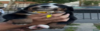 Bernese Mountain Dog 4