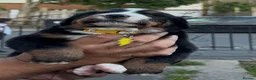 Bernese Mountain Dog dogs for sale: Bernese mountain Puppy  - Advert 13
