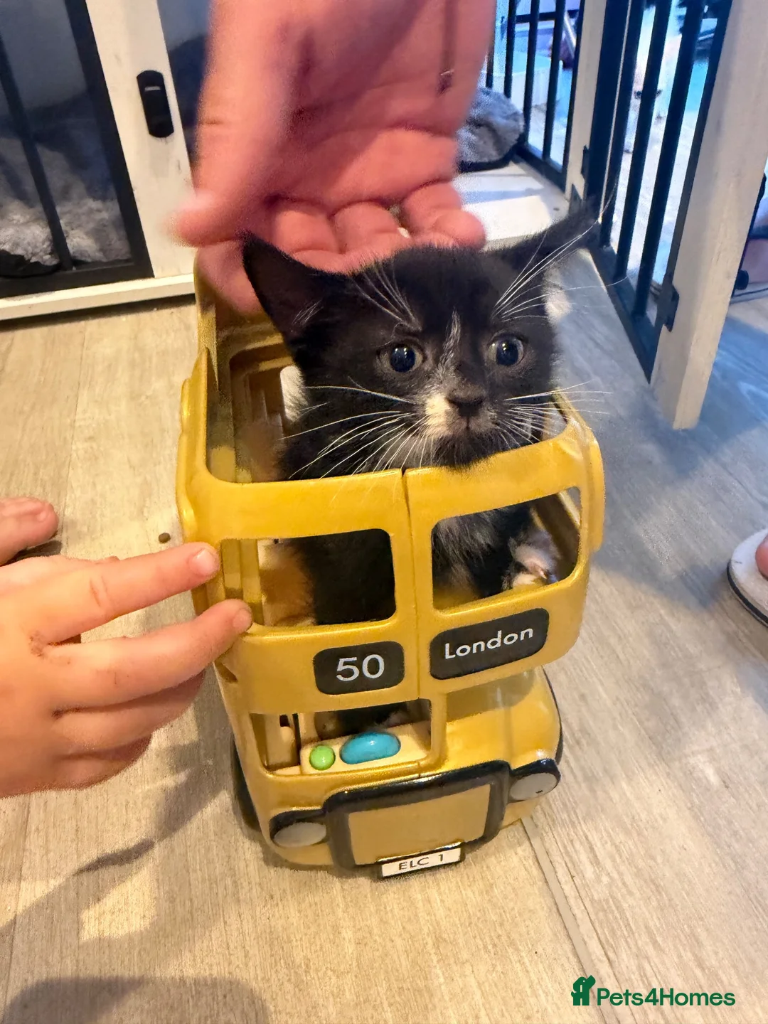 Mixed Breed cats for sale: Beautiful kittens ready soon - Advert 2