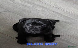 Staffordshire Bull Terrier dogs for sale: Staffordshire Bull Terrier Puppies 2Boys Available - Advert 4