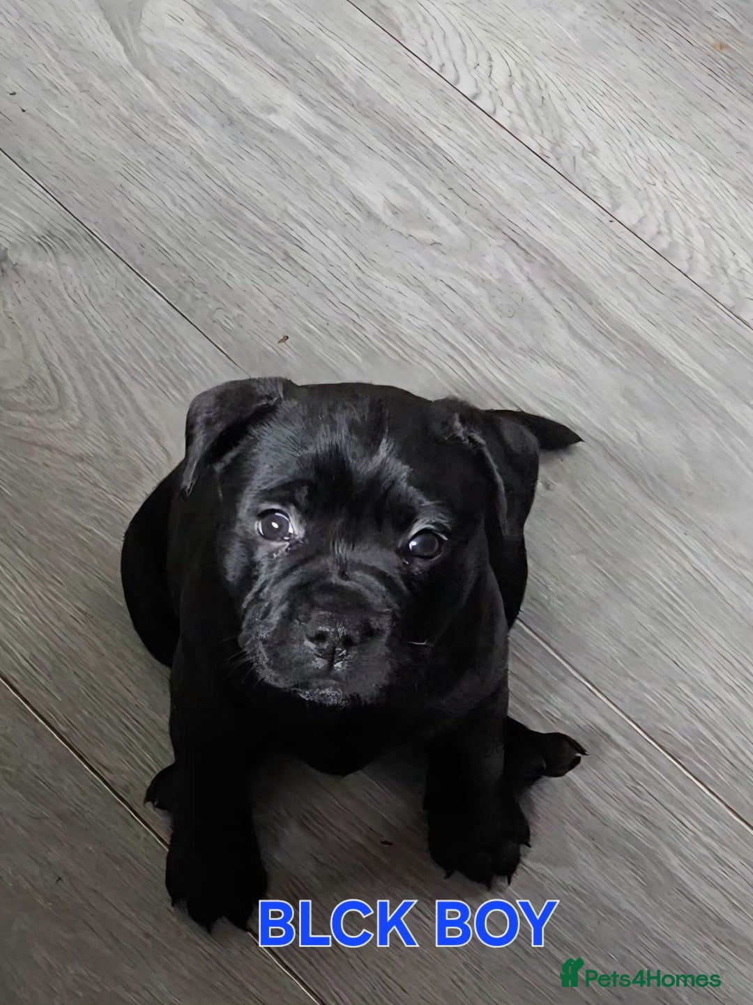Staffordshire Bull Terrier dogs for sale: Staffordshire Bull Terrier Puppies 2Boys Available - Advert 4