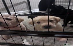 Labrador Retriever dogs for sale: Labrador puppies - Advert 13