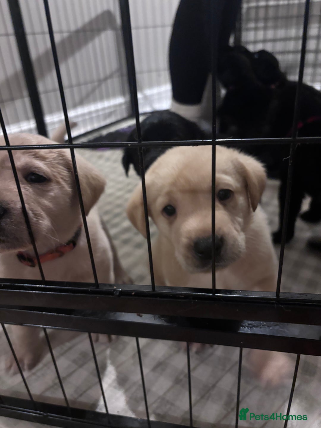 Labrador Retriever dogs for sale: Labrador puppies - Advert 13