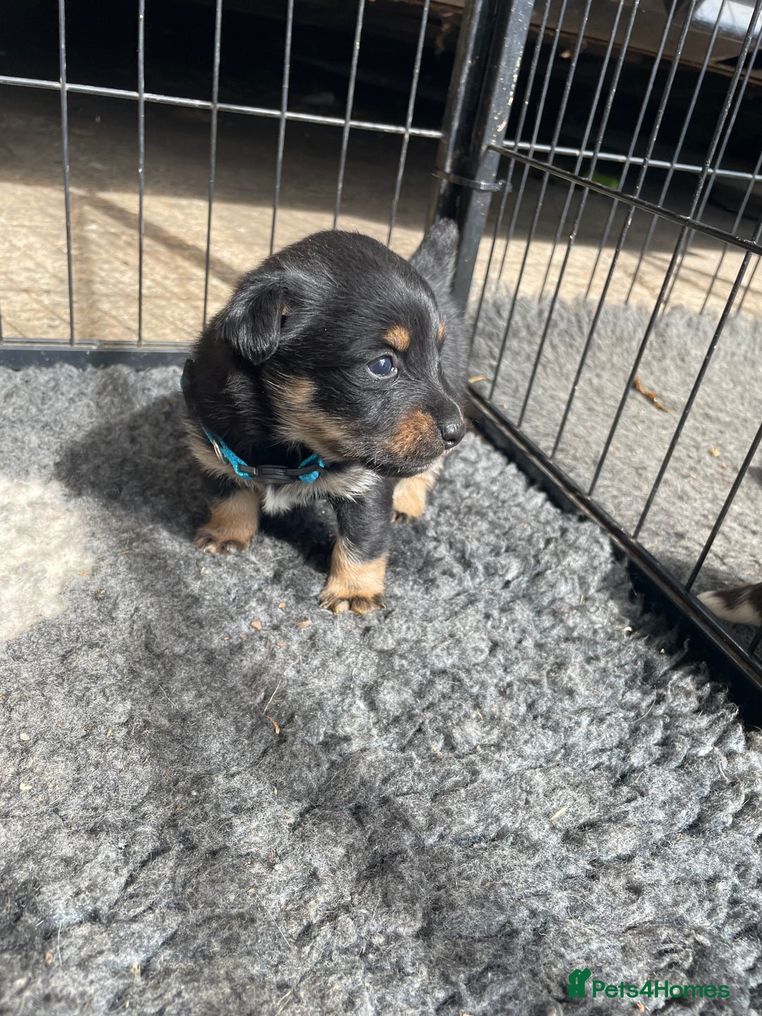 Jack Russell dogs for sale: Working Miniature Jack Russell's - Image 9