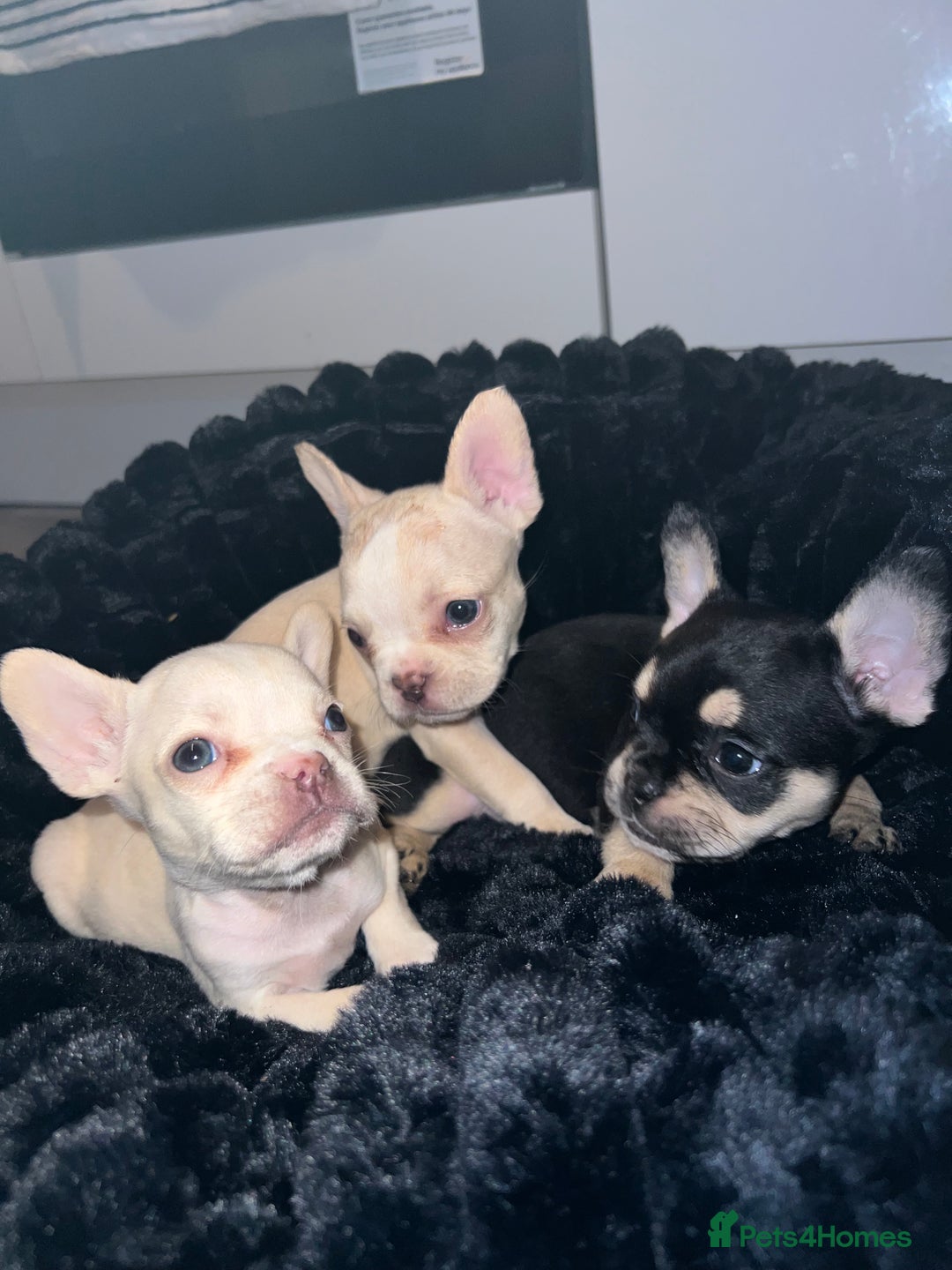 French Bulldog dogs for sale: French Bulldogs - Advert 2