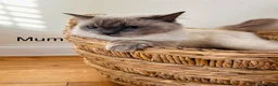 Ragdoll cats for sale: Ragdoll kittens - Advert 17