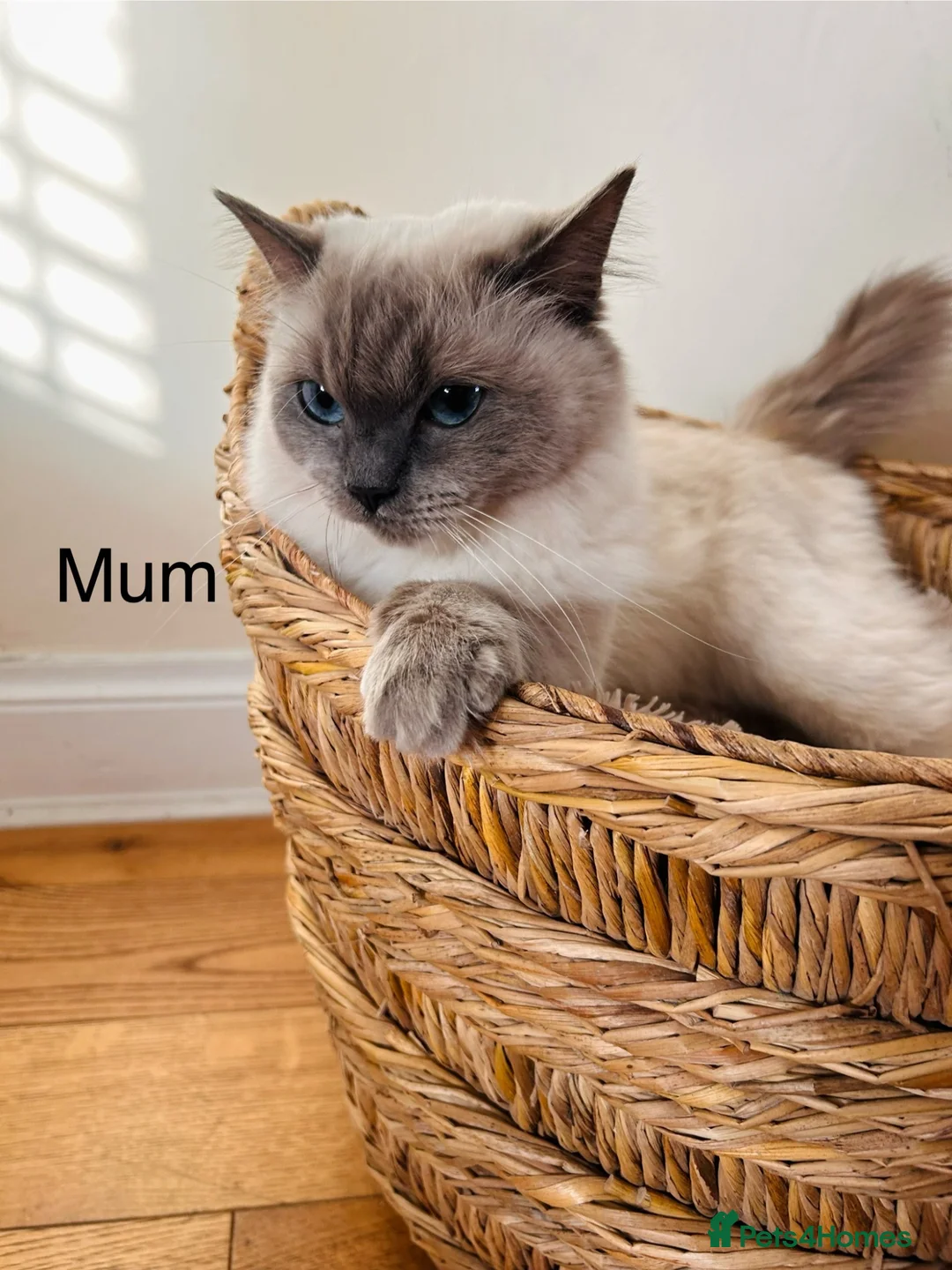Ragdoll cats for sale: Ragdoll kittens - Advert 17