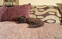 Mixed Breed cats for sale: Beautiful girl  - Image 10