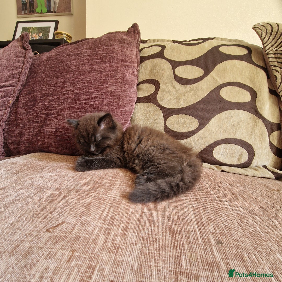 Mixed Breed cats for sale: Beautiful girl  - Image 10