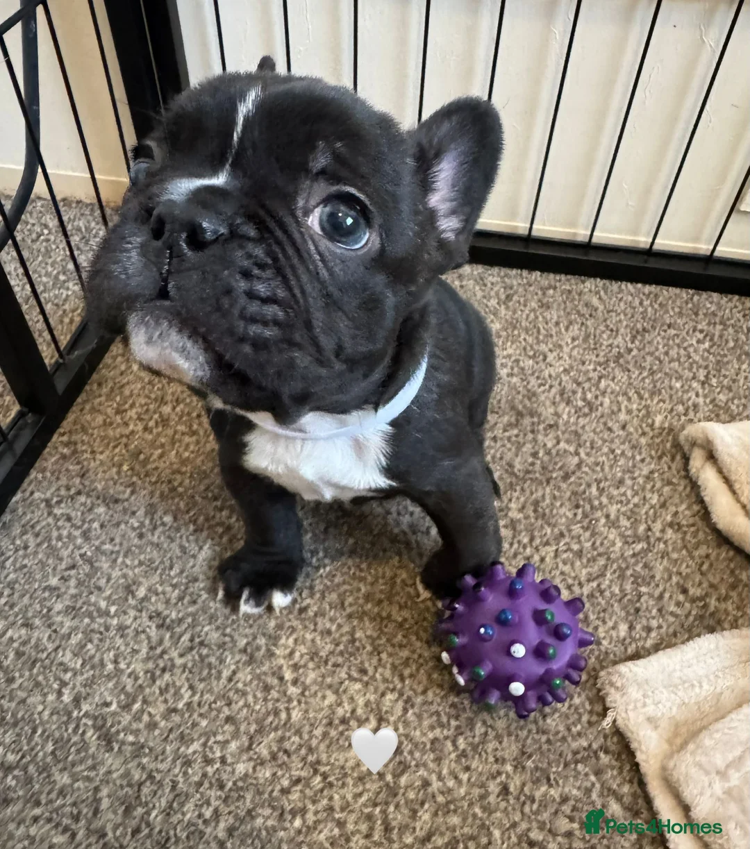 French Bulldog dogs for sale: French Bulldog Puppies - Advert 15