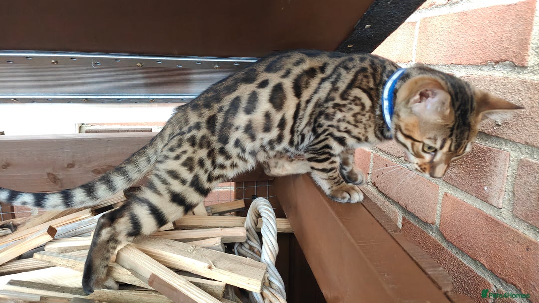 Bengal cats for sale: 1no. Female & 1no. Male Bengal Kittens available - Image 18