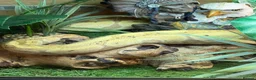 Python Snake reptiles for sale: Royal python for sale £150 - Advert 4