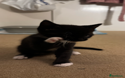Domestic Shorthair cats for sale: 2 beautiful boy kittens  - Image 26