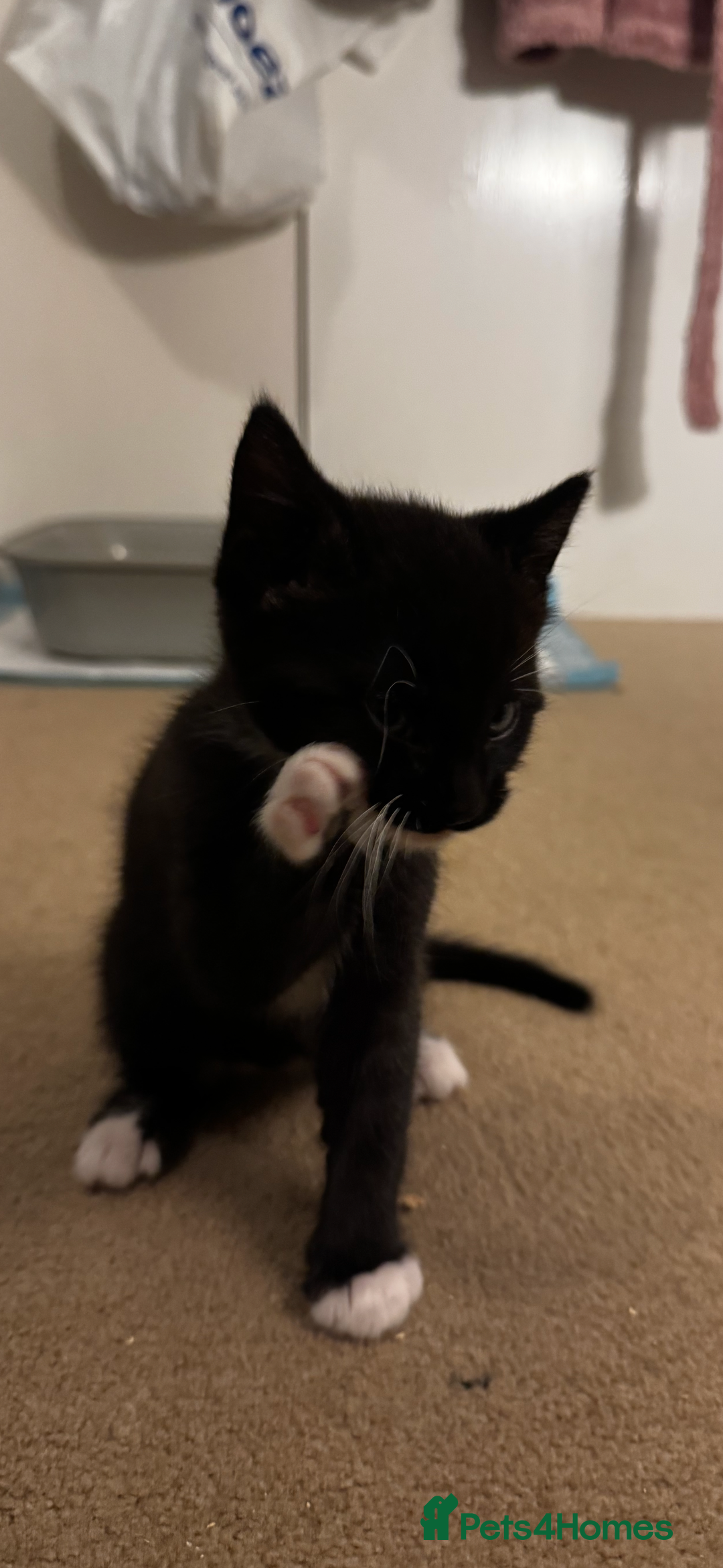 Domestic Shorthair cats for sale: 2 beautiful boy kittens  - Image 26