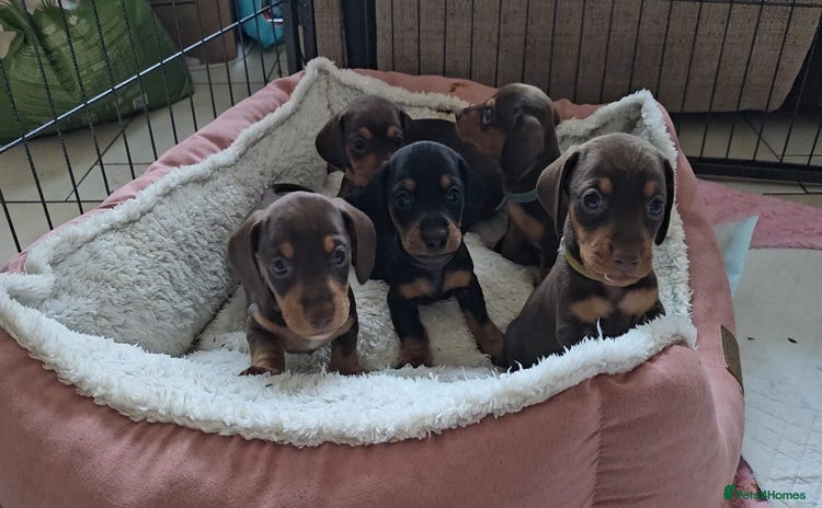Miniature Dachshund dogs - Advert 3