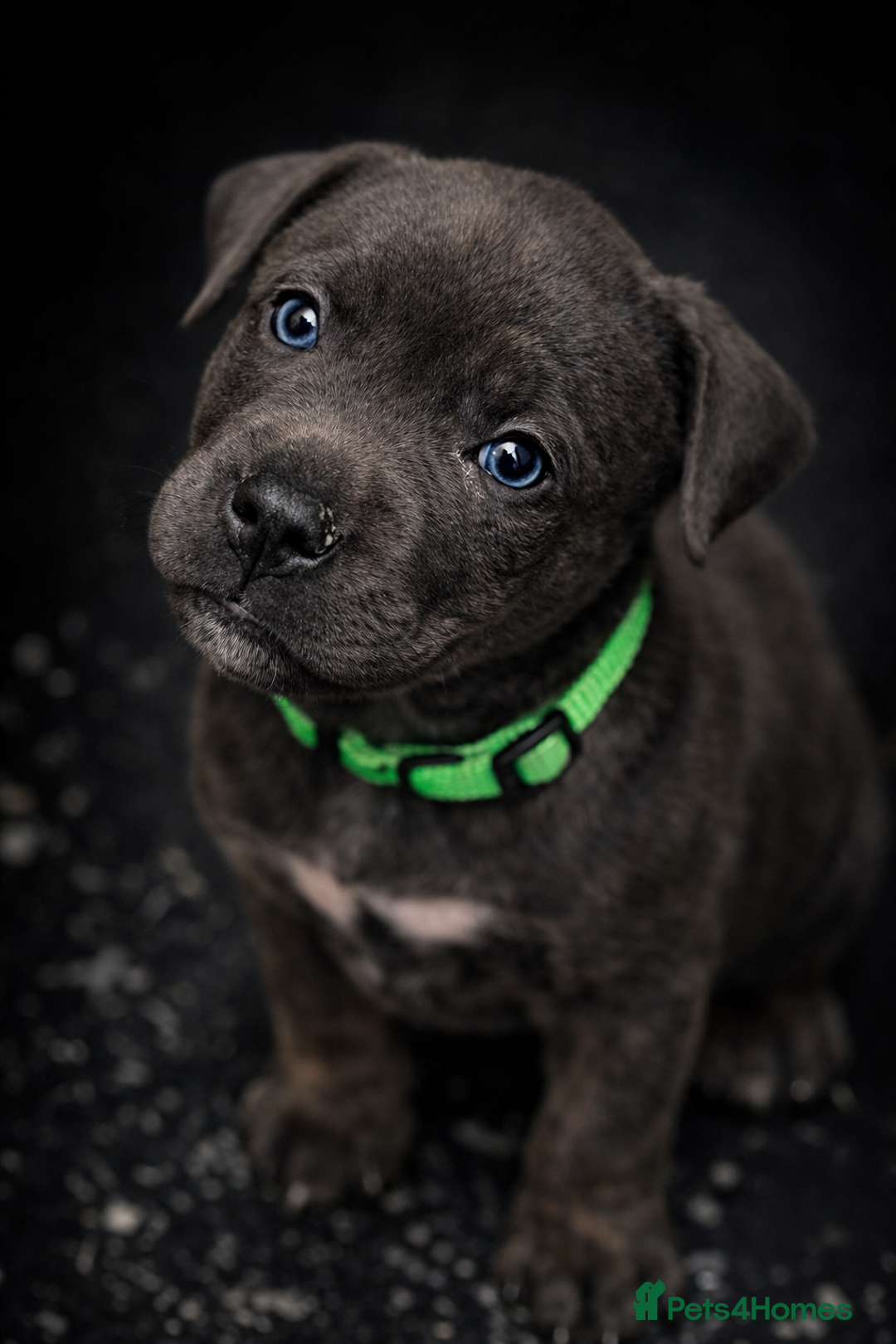 Presa Canario dogs for sale: Working Line Presa Canario Puppies - Advert 12