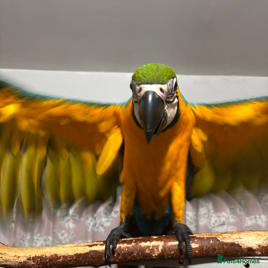 Macaws birds for sale: Baby Blue And Gold Macaw - Image 2