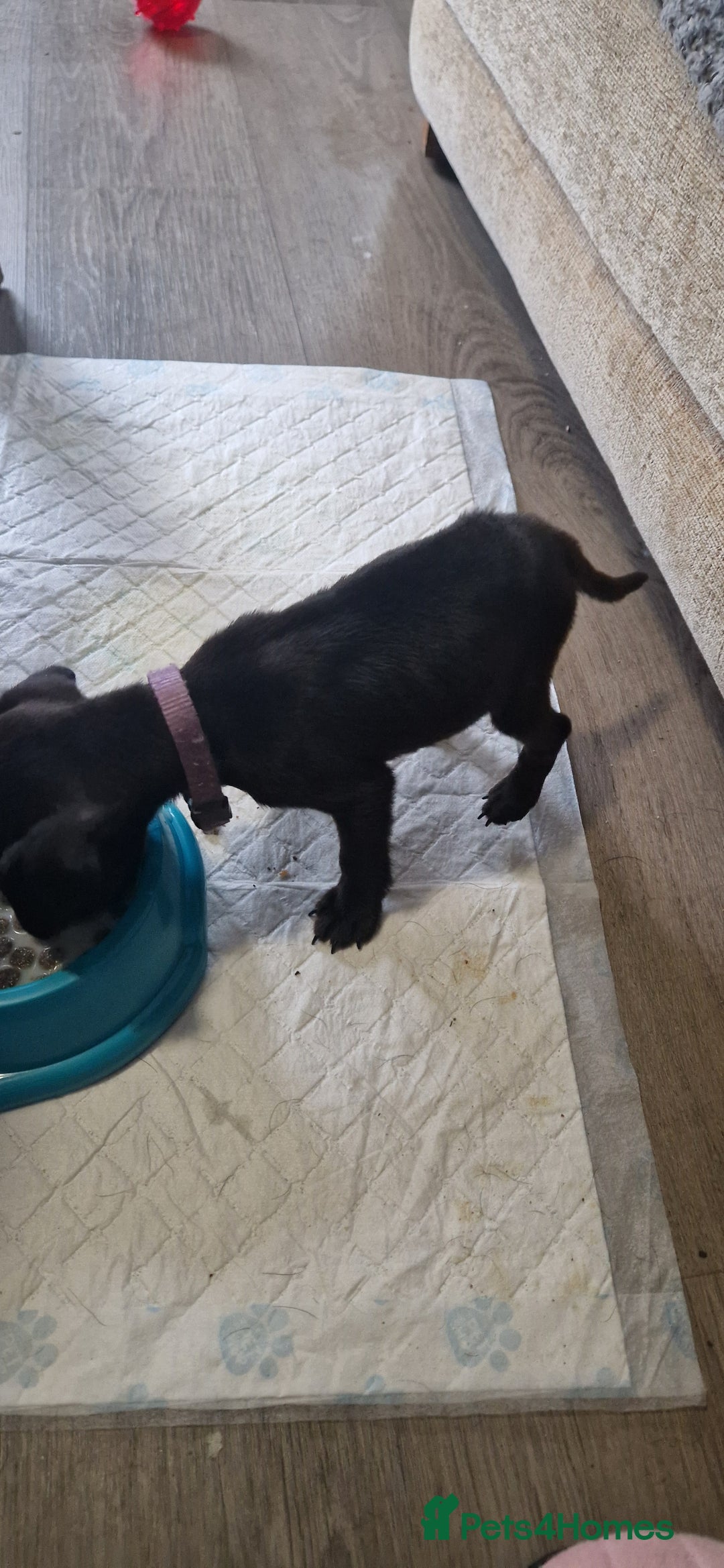 Patterdale Terrier dogs for sale: 1 year old Male Patterdale - Image 10