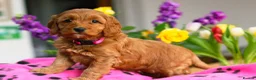 Cockapoo dogs for sale: Gorgeous female red cockapoo - Advert 1