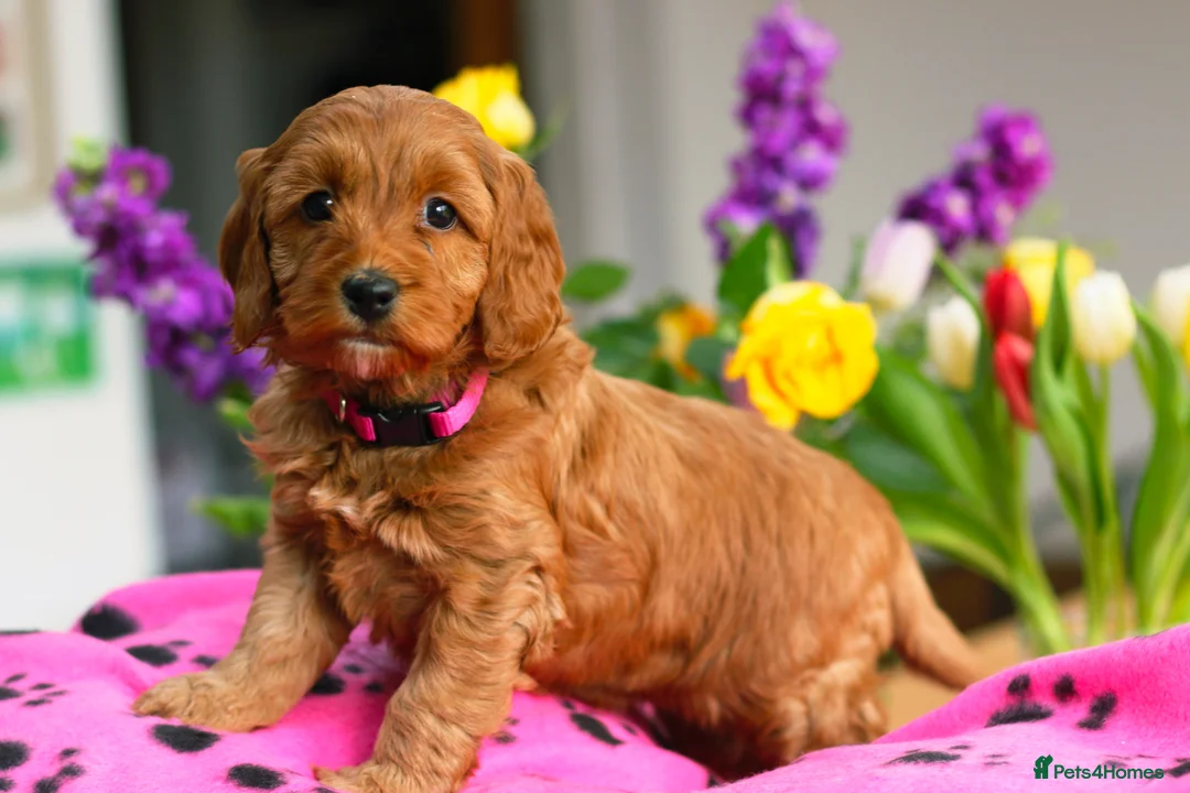 Cockapoo dogs for sale: Gorgeous female red cockapoo - Advert 1