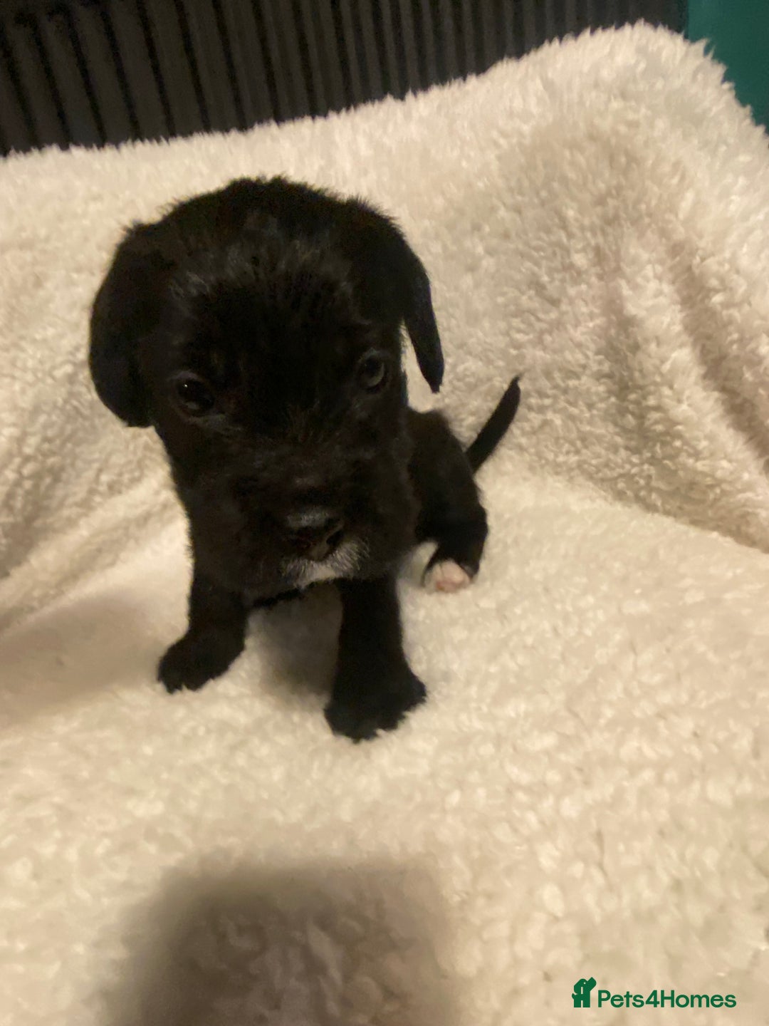 Mixed Breed dogs for sale: Staffypoos for sale - Image 9