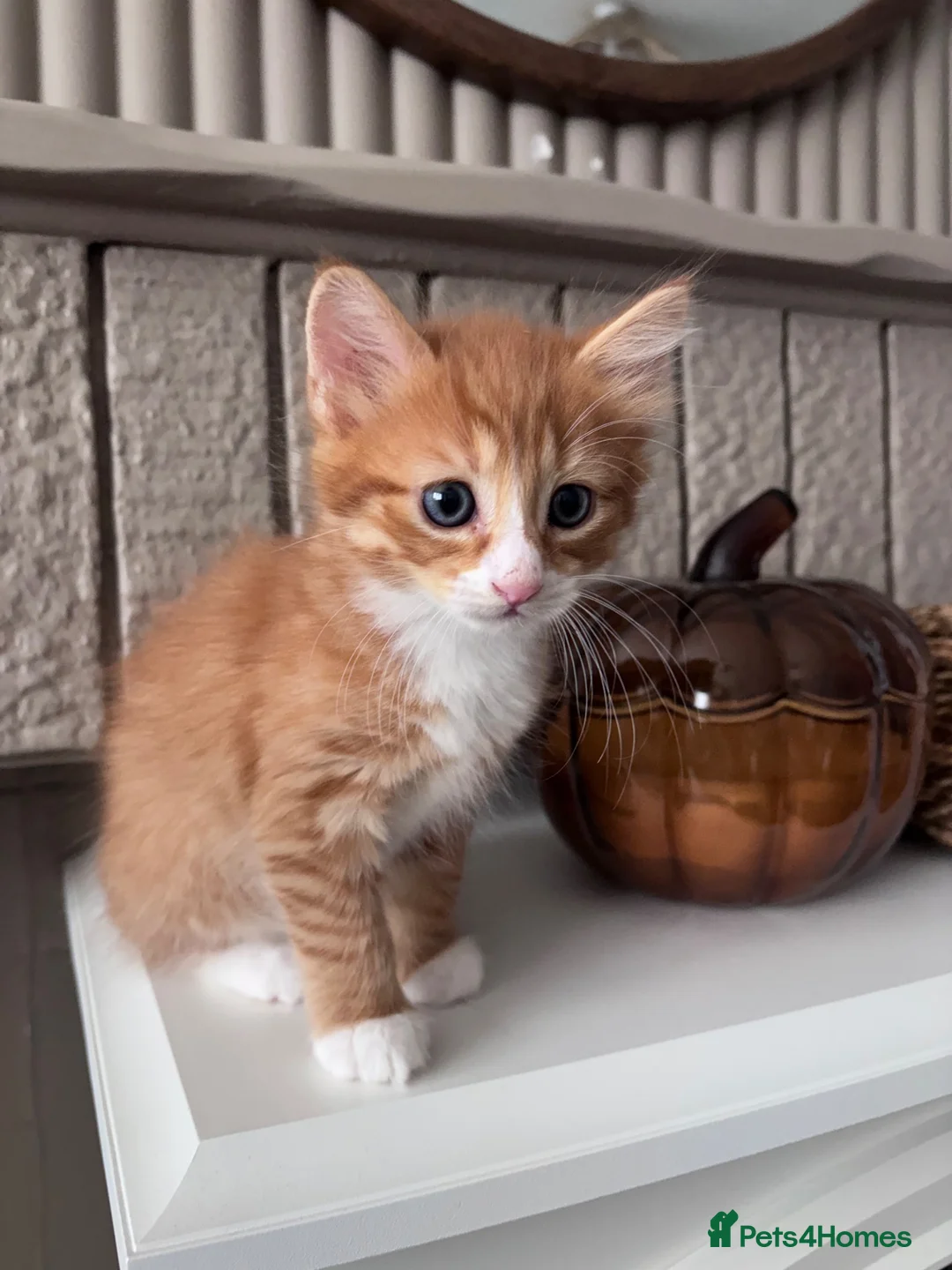 Mixed Breed cats for sale: 🐾 ✨ Kittens ready this weekend 🧡💛 - Advert 2