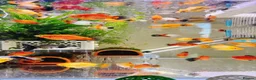 Plecos fish for sale: Beautiful small Platy, Guppy Molly &Pleco-HobbyTK  - Advert 29
