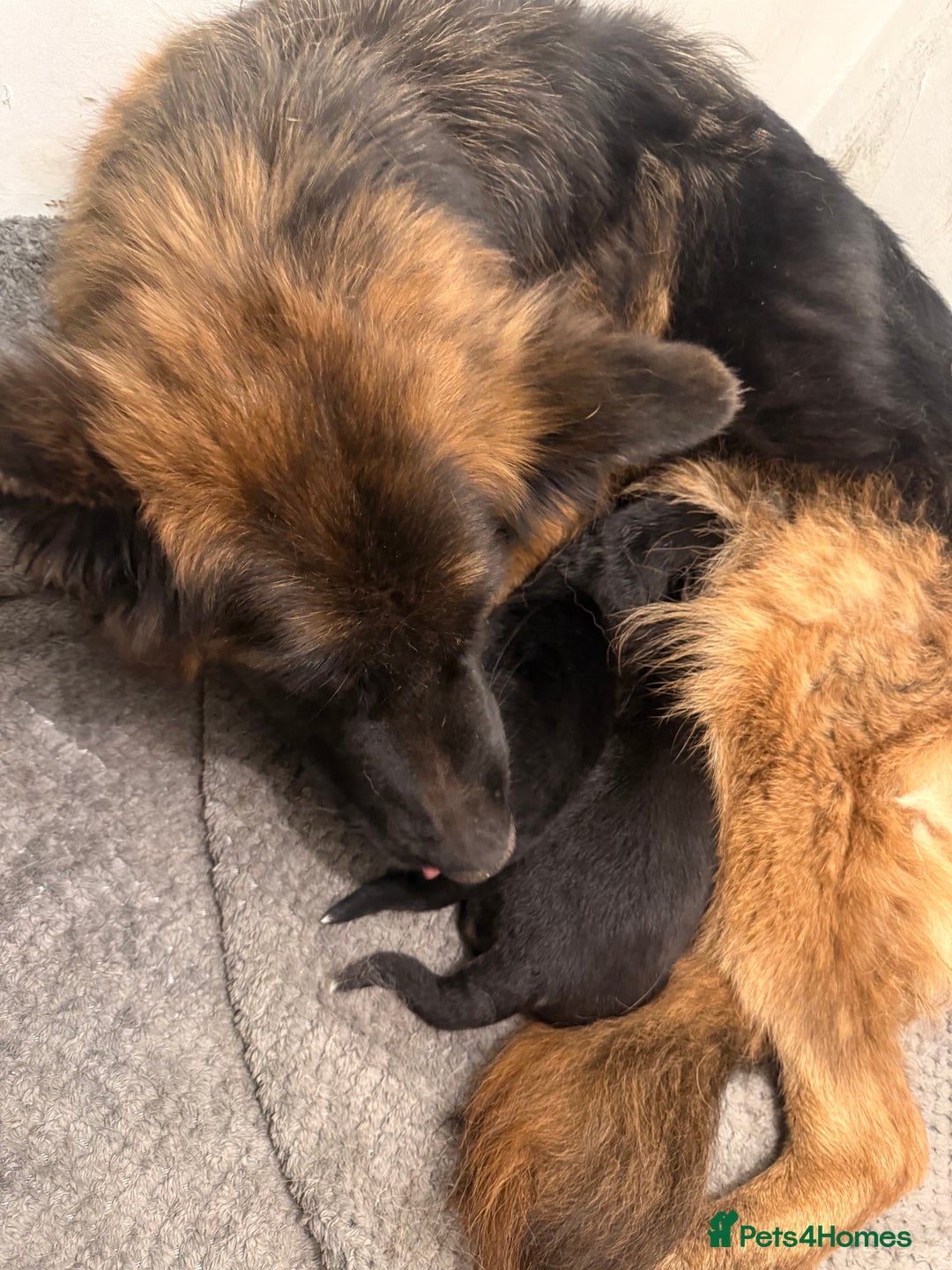 German Shepherd dogs for sale: German shepherd puppys kc pedigreepureblood line p - Advert 8
