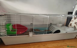 Mini Lop rabbits for sale: Mini lop  - Image 11
