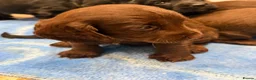 Cocker Spaniel dogs for sale: Cocker spaniel puppies - Advert 5