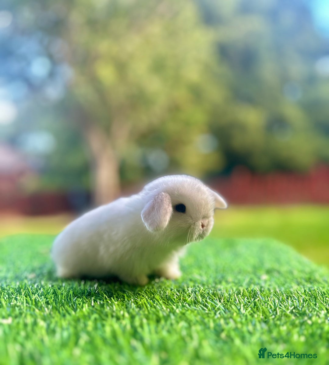 Mini Lop rabbits for sale: Mini Lops Available to Reserve 🐰 - Image 3