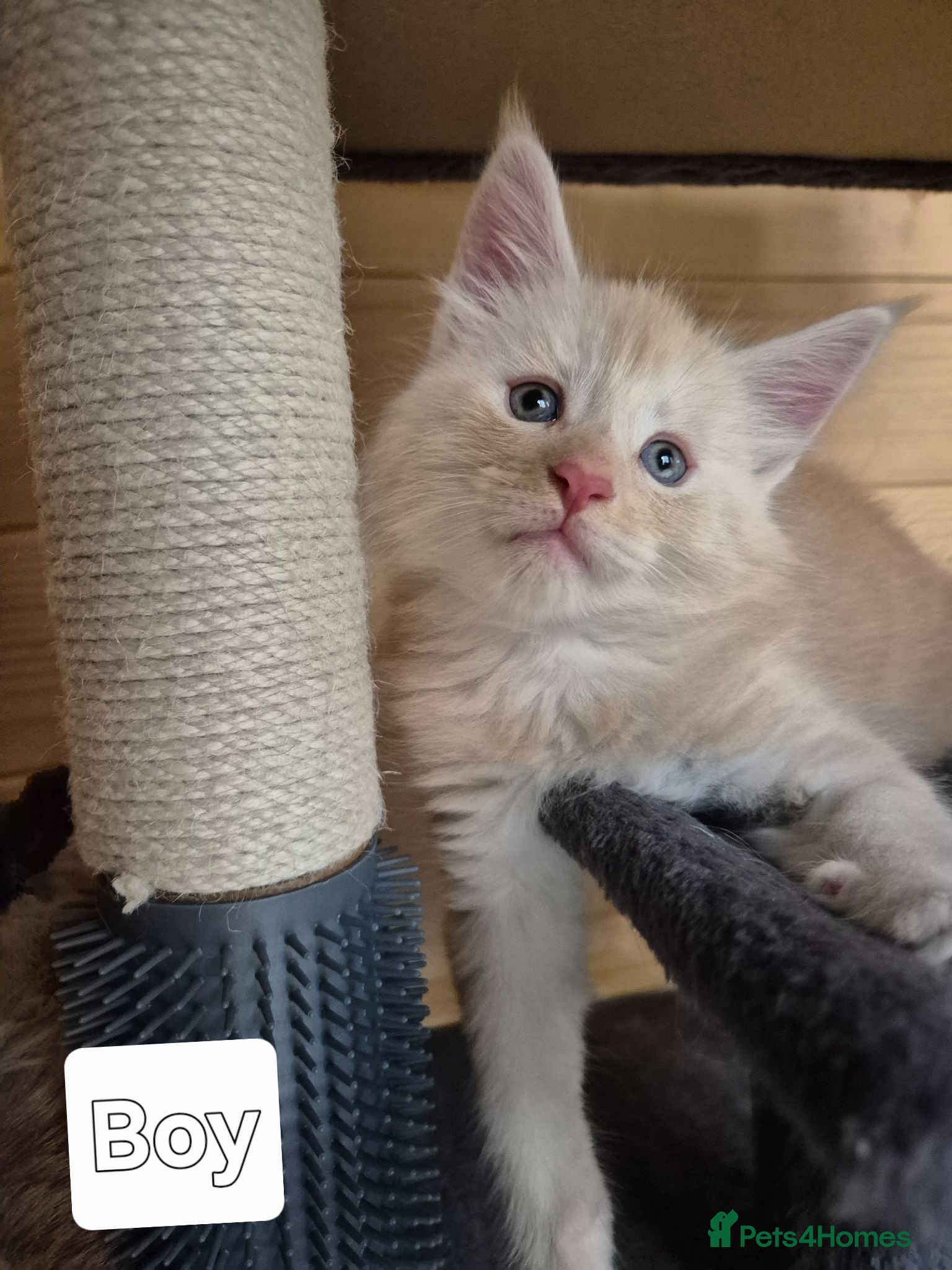Maine Coon cats Mein con  - Advert 3