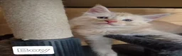 Maine Coon cats for sale: Mein con  - Advert 4