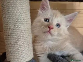 Maine Coon cats Mein con - Advert 3