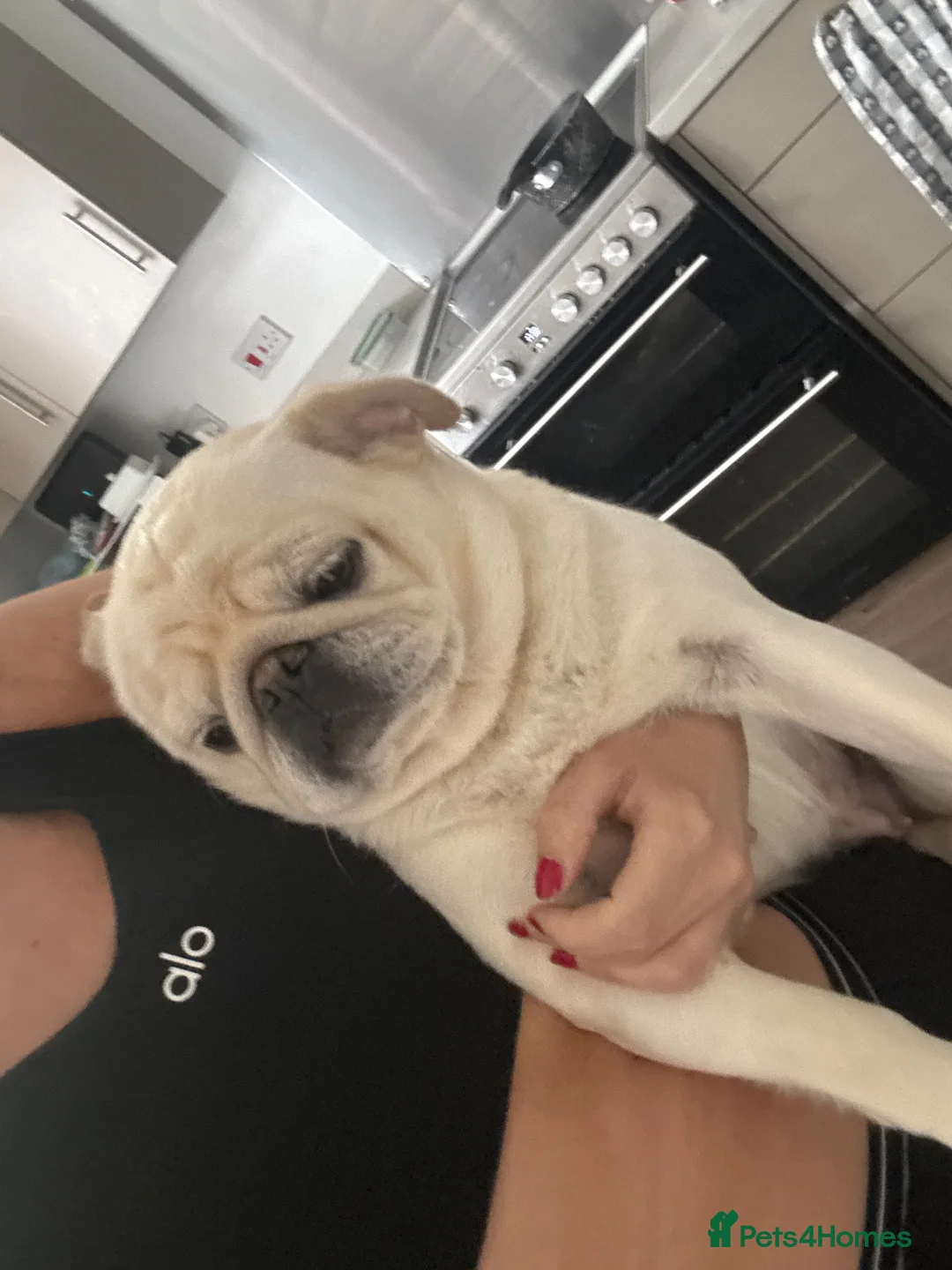 Pug dogs for sale: White pug  - Advert 2