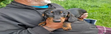Miniature Dachshund Puppy 4