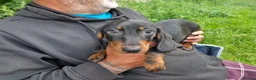 Miniature Dachshund dogs for sale: 4 dachshund puppies very cute  - Advert 6
