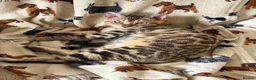 Bengal cats for sale: Snow Sepia 💙 TICA Pedigree 🐆 Bengal Kitten  in Deal - Advert 12