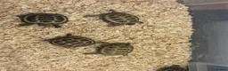 Mixed Breed reptiles for sale: Baby Horsefield in Swindon - Advert 3