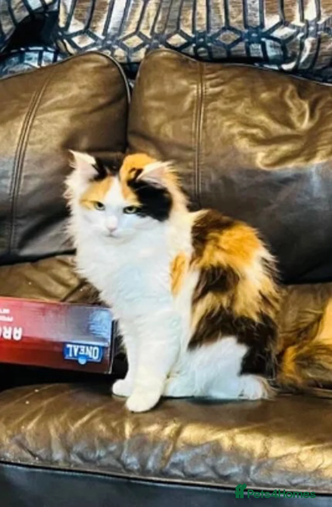 Mixed Breed cats for sale: Mixed Mainecoon lovely litter  - Advert 1