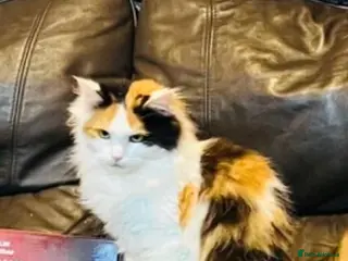 Mixed Breed cats Mixed Mainecoon lovely litter - Advert 1