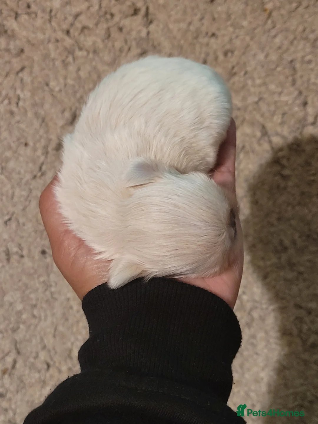 Shih Tzu dogs for sale: Super tiny weight 2lbs Imperial ShihTzu boy - Advert 6