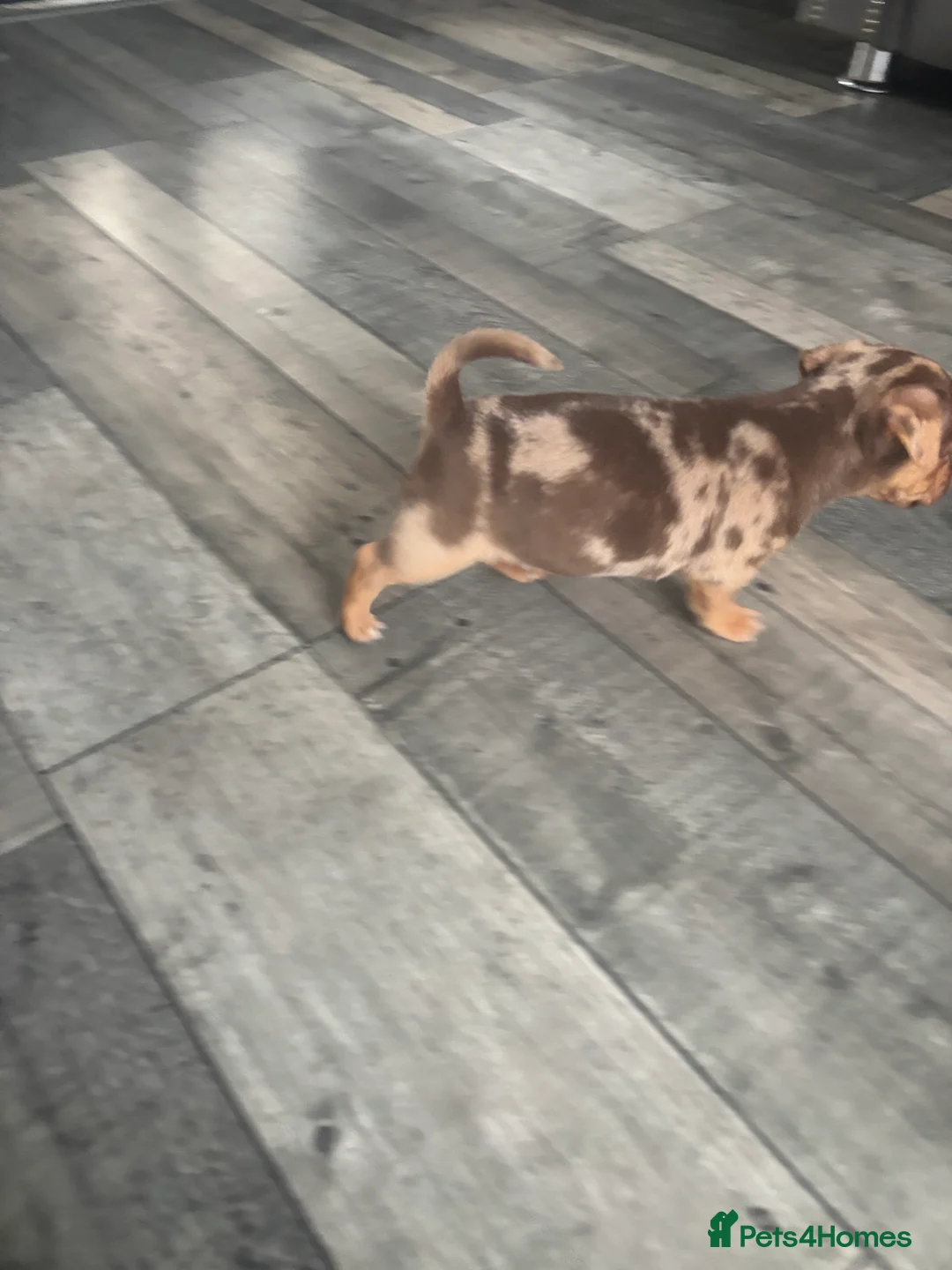 Jack Russell dogs for sale: Full jack russell puppies  - Advert 4