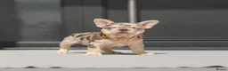 French Bulldog dogs for sale: !! REDUCED !! Beautiful KC Frenchie Puppies  - Advert 7