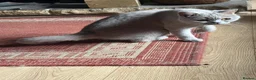 British Shorthair cats for sale: Two Bsh registered active females - Advert 6