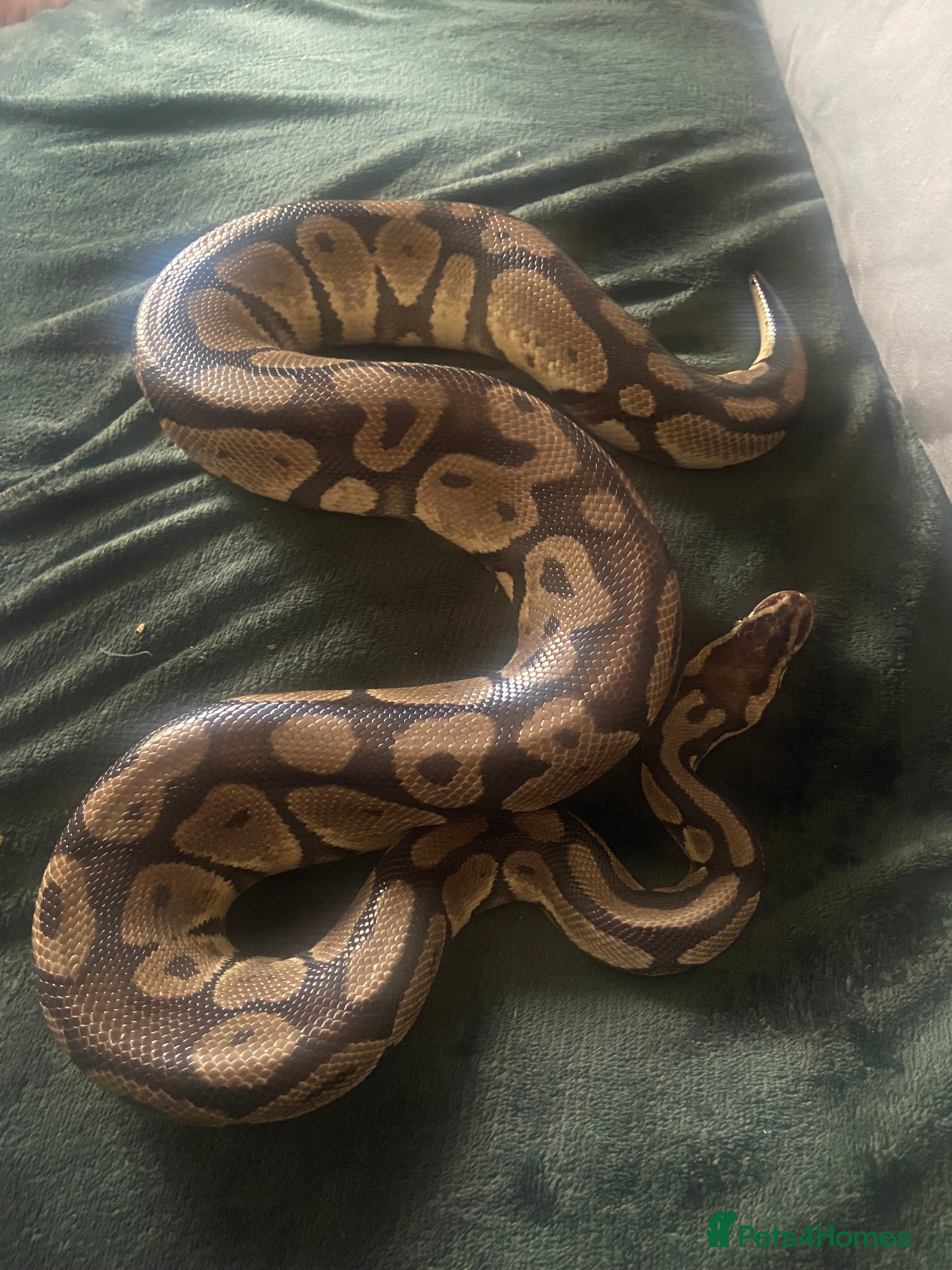 Python Snake reptiles Ball python  - Advert 1