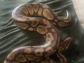 Python Snake reptiles Ball python - Advert 1