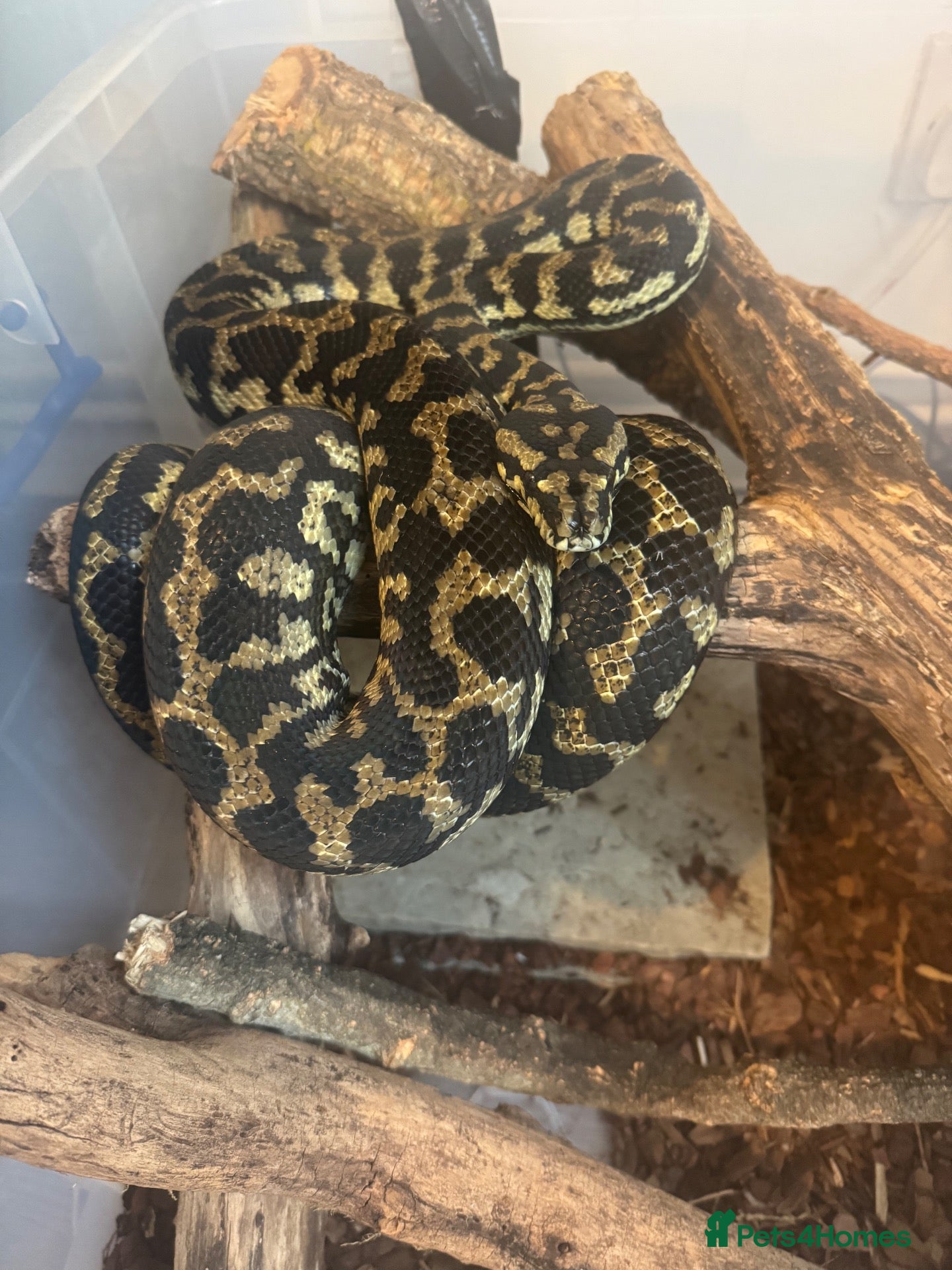 Python Snake reptiles Female adult jungle carpet python  - Advert 13